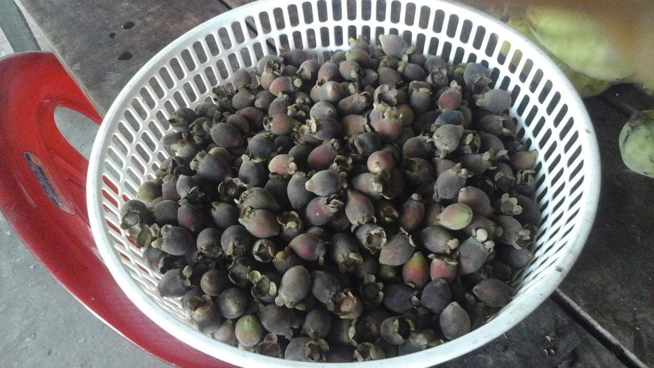 מלון Pepper Farm דואונג דונג מראה חיצוני תמונה